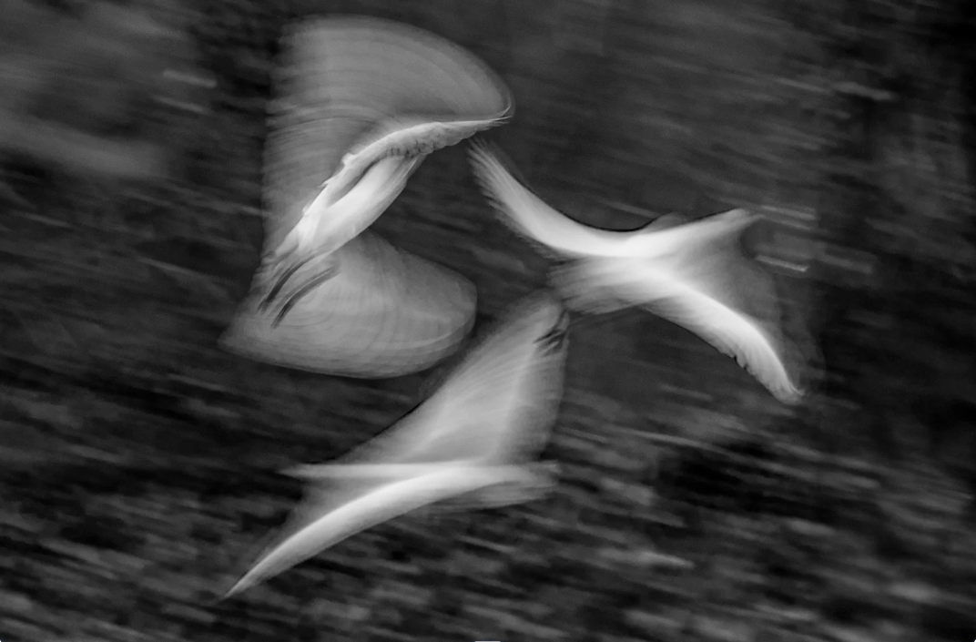 Tres aves en movimiento en blanco y negro
