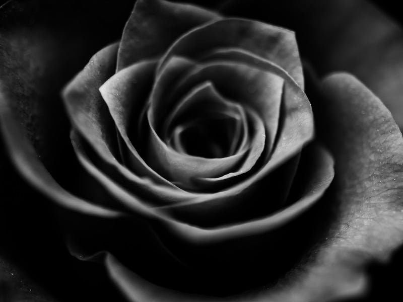 Detalle floral en blanco y negro